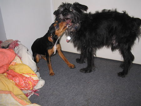 Schnauzer Strolch beim spielen mit seiner Freundin Chicka