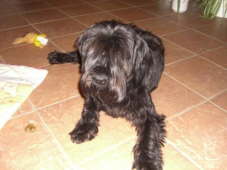 Schnauzer Hunde Foto 36405 in höherer Auflösung ansehen Schnauzer Afra v. Muldental