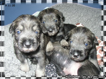 Schnauzer C-Wurf vom kleinen Felseneck