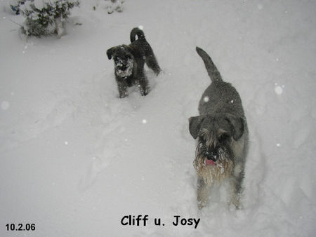 Schnauzer Cliff u. Josephine aus Oberstimm