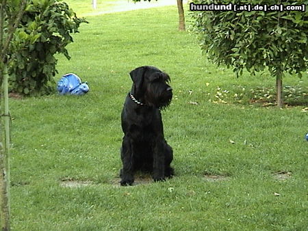 Schnauzer Hunde Foto 25375 in höherer Auflösung ansehen Schnauzer Juke-der schöne Mittelschnauzer