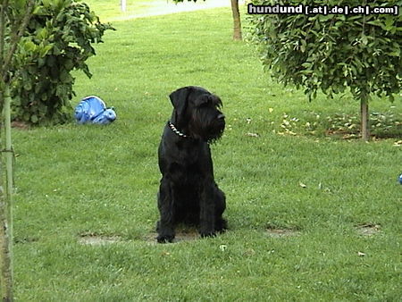 Schnauzer Juke-der schöne Mittelschnauzer