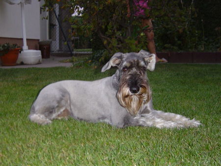 Schnauzer RAIKA