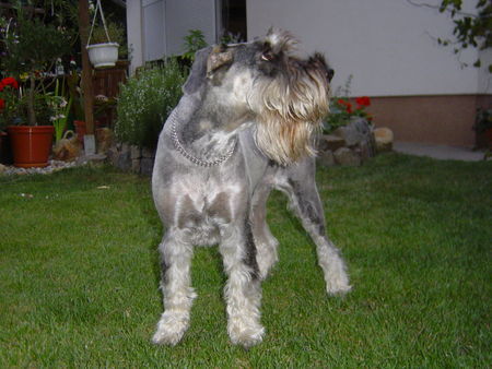 Schnauzer Hunde Foto 33345 in höherer Auflösung ansehen Schnauzer Raika