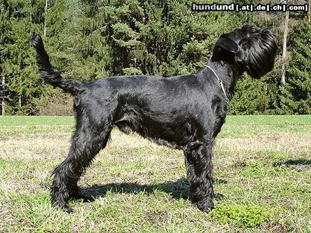 Schnauzer Hunde Foto 24000 in höherer Auflösung ansehen Schnauzer Unix vom Illspitz, WT: 13.07.2005; BgH A mit Vorzüglich, Agility, IHA Innsbruck: Jugend V