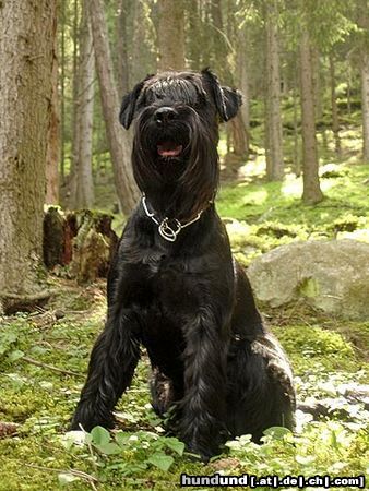 Schnauzer Unix vom Illspitz, WT: 13.07.2005; BgH A mit Vorzüglich, Agility, IHA Innsbruck: Jugend V