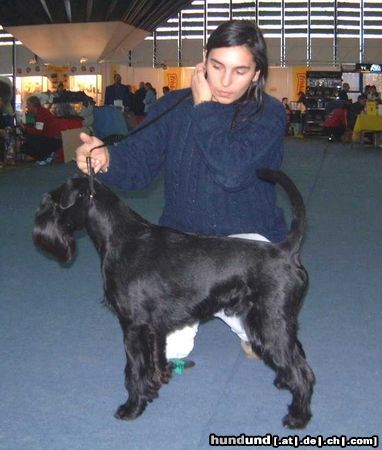 Schnauzer Hunde Foto 3660 Schnauzer Vabank Black Grand Calvera