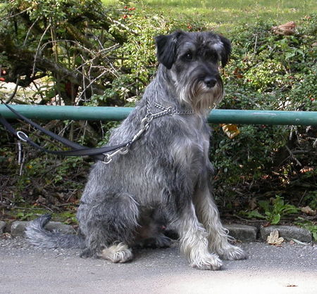 Schnauzer Hunde Foto 29413 in höherer Auflösung ansehen Schnauzer Enzo