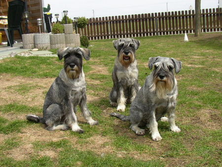 Schnauzer Die Drei aus Oberstimm