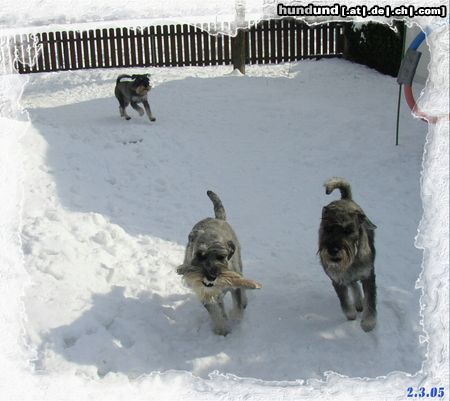 Schnauzer Wir haben den Dammy