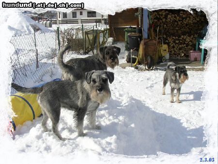 Schnauzer Hunde Foto 19185 in höherer Auflösung ansehen Schnauzer Drei Mädels Dschi Jo Ask