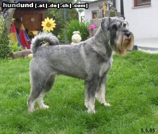 Schnauzer Hunde Foto 21502 in höherer Auflösung ansehen Schnauzer Dschinnie vom alten Kramerhof
