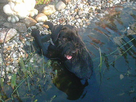 Schnauzer Sein Element das Wasser