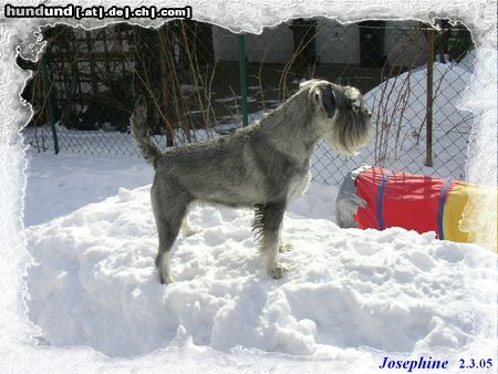 Schnauzer Hunde Foto 19184 in höherer Auflösung ansehen Schnauzer Wir haben den Dammy
