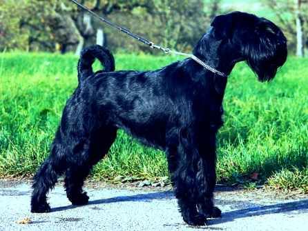 Schnauzer Hunde Foto 1088 Schnauzer Audrey Hepburn, WT:19.02.1998, Vater: Romars Mash, Mutter: Mohners Garbo.
