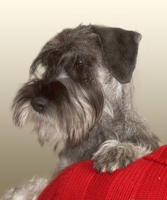 Schnauzer Hunde Foto 38577 in höherer Auflösung ansehen Schnauzer AUGUSTA Spirit of Silver Lake