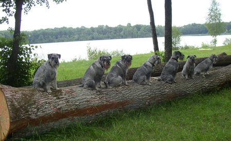 Schnauzer Hunde Foto 38595 Schnauzer Schnauzer Verwandtschaft