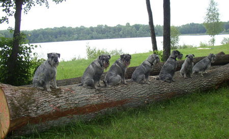 Schnauzer Schnauzer Verwandtschaft