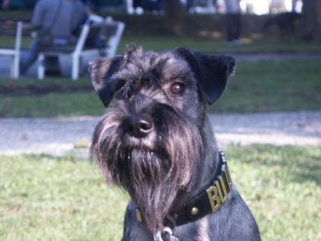 Schnauzer Hunde Foto 2228 Schnauzer Buddy