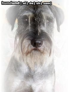 Schnauzer Hunde Foto 26016 Schnauzer Freya von der Schaumburg an ihrem 1.Geburtstag