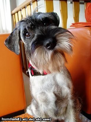 Schnauzer Hunde Foto 23600 Schnauzer Freya von der Schaumburg im Alter von 6 Monaten . Bei uns heißt sie nur noch