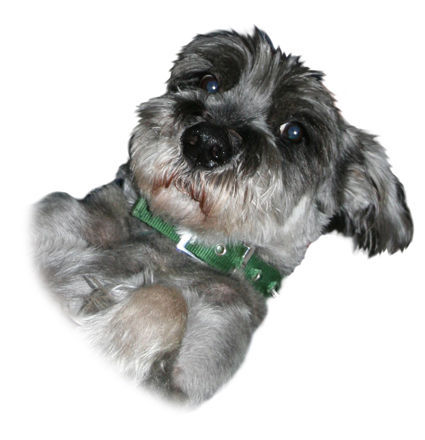 Schnauzer Hunde Foto 34918 in höherer Auflösung ansehen Schnauzer ... streichel mich ...