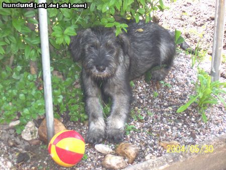 Schnauzer Hunde Foto 12325 Schnauzer Raika, 11 Wochen, pfeffer/salz