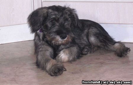 Schnauzer Hunde Foto 16509 in höherer Auflösung ansehen Schnauzer Raika vom Sachsengrab