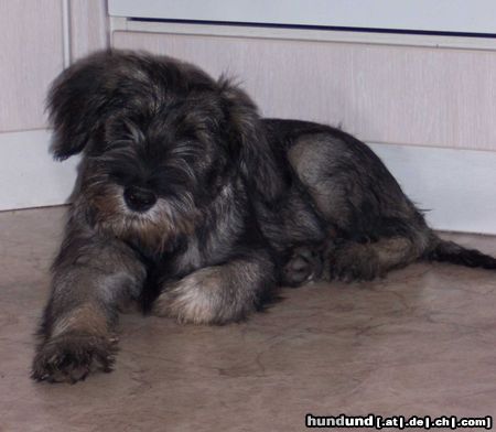 Schnauzer Hunde Foto 16492 in höherer Auflösung ansehen Schnauzer Raika