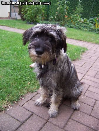 Schnauzer Hunde Foto 16493 in höherer Auflösung ansehen Schnauzer Raika