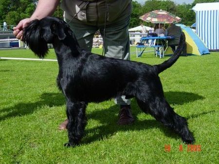 Schnauzer Hunde Foto 28713 in höherer Auflösung ansehen Schnauzer Ramses vom grauen Papagei