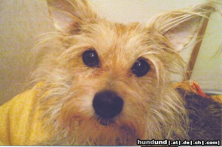 Schnauzer Hunde Foto 25110 in höherer Auflösung ansehen Schnauzer Das war meine süsse Maus