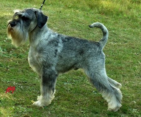 Schnauzer DRONAS OTELLO 