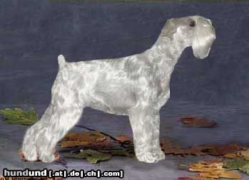Schnauzer Hunde Foto 4546 Schnauzer She's a Lady of Roxy's Pride (Sheila-Holland)