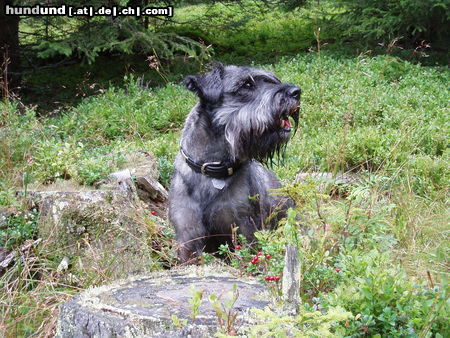 Schnauzer Hunde Foto 25200 Schnauzer Buddy 5Jahre