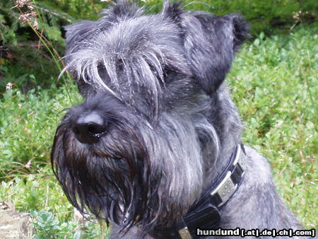 Schnauzer Buddy 5Jahre