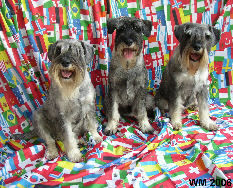 Schnauzer Hunde Foto 32456 in höherer Auflösung ansehen Schnauzer Unsere Drei im WM Fieber