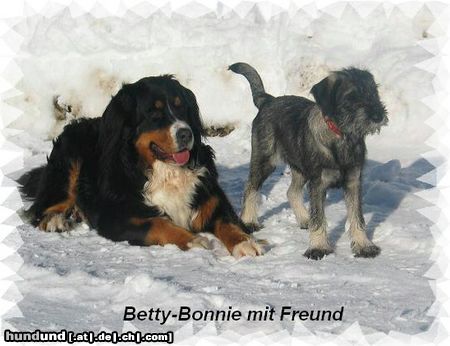 Schnauzer Hunde Foto 18667 Schnauzer Betty-Bonnie mit Spielkameraden