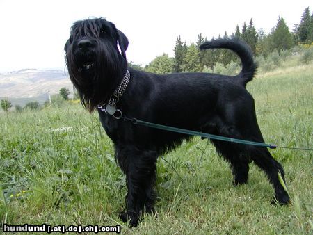 Schnauzer Hunde Foto 7945 Schnauzer Bruno geb.7/02 Farbe schwarz, Rüde,höhe 54 cm