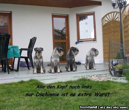 Schnauzer Hunde Foto 15319 in höherer Auflösung ansehen Schnauzer Schnauzer aus Oberstimm,bei uns gibt es keine Langeweile !