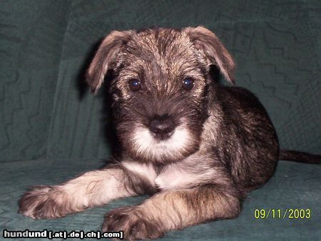 Schnauzer Hunde Foto 8115 Schnauzer Frida 8 Wochen alt