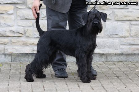 Schnauzer Lenni vom grauen papagei genießt die letzten Sonnenstrahlen