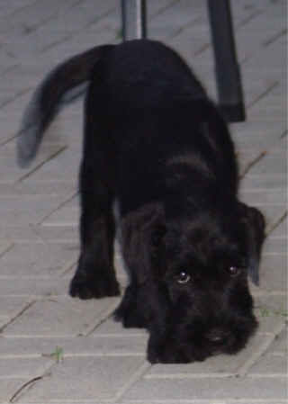 Schnauzer Hunde Foto 36379 in höherer Auflösung ansehen Schnauzer Schnauzeraugen