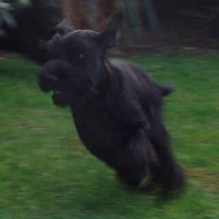 Schnauzer Attika vom grauen Papagei