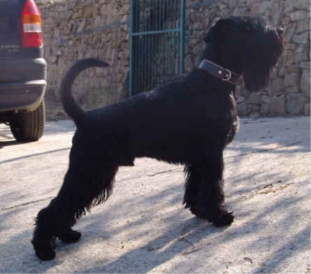 Schnauzer Hunde Foto 31445 in höherer Auflösung ansehen Schnauzer Ramses vom grauen Papagei