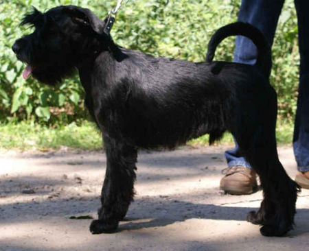 Schnauzer Bexter v. d. Burgrabis 5 Monate alt