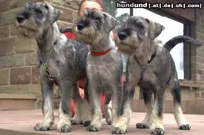 Schnauzer Hunde Foto 25511 in höherer Auflösung ansehen Schnauzer wir warten auf euch !!!!