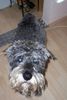 Schnauzer Foto: Unser (ID 30503) Schnauzer Hund