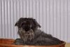 Schnauzer Foto: Carry (ID 30508) Schnauzer Hund