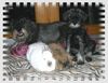 Schnauzer Foto: Askja,Bazi, Basty u. Red-Bull (ID 17916) Schnauzer Hund